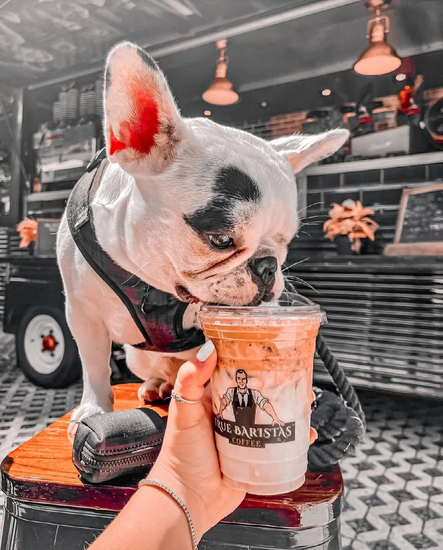 A dog beside a True Baristas iced drink at the vintage coffee truck