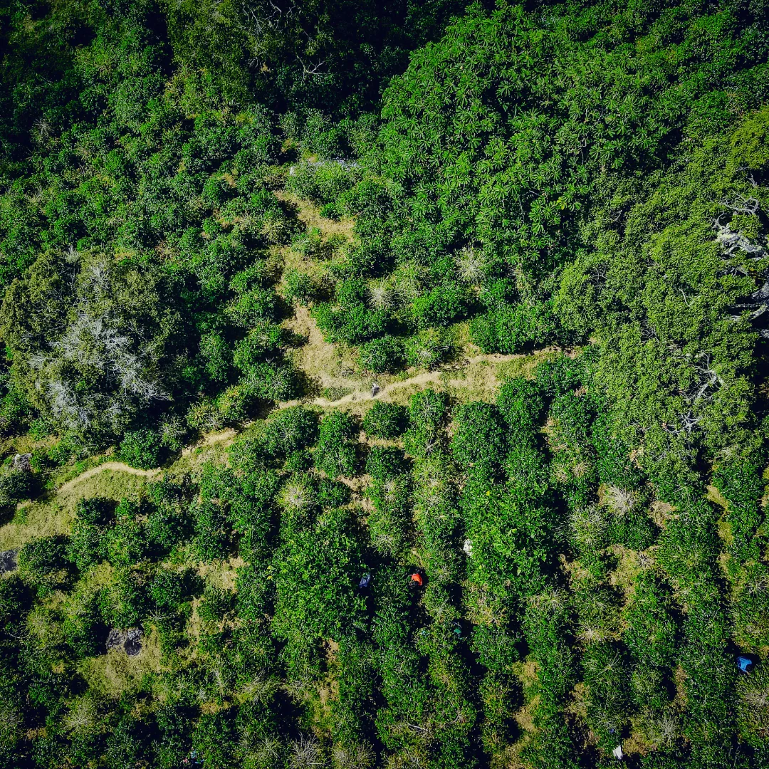 Aerial view of coffee plots at Damarli Estate in Boquete, Panama