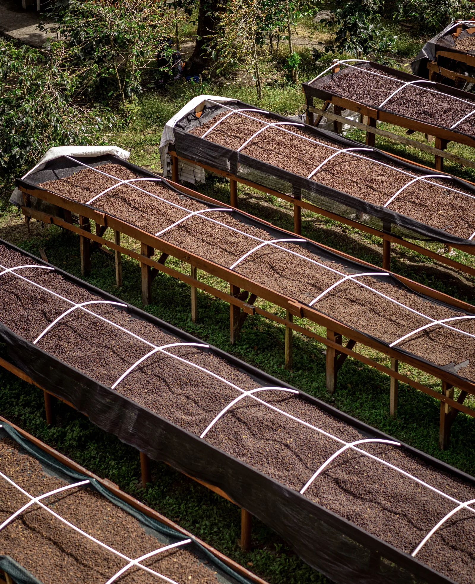Coffee beans drying on raised beds in Boquete, Panama
